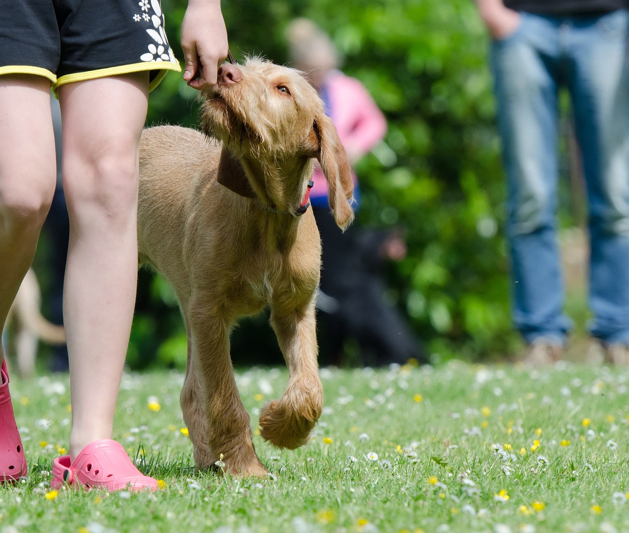 Šunų Mokykla, Šunų Mokymas, Vizlas, Vizlas, Vengrų Rodyklės Šuo, Medžioklės Šuo, Nemokamos Nuotraukos,  Nemokama Licenzija