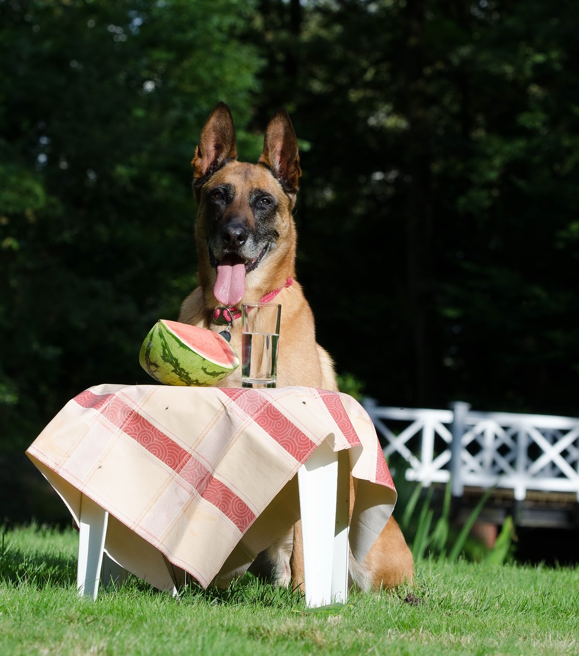 Šunų Triukas, Šuo Rodo Apgauti, Malinois, Belgijos Aviganis, Vasara, Juokinga, Šunų Gudrybės, Nemokamos Nuotraukos,  Nemokama Licenzija