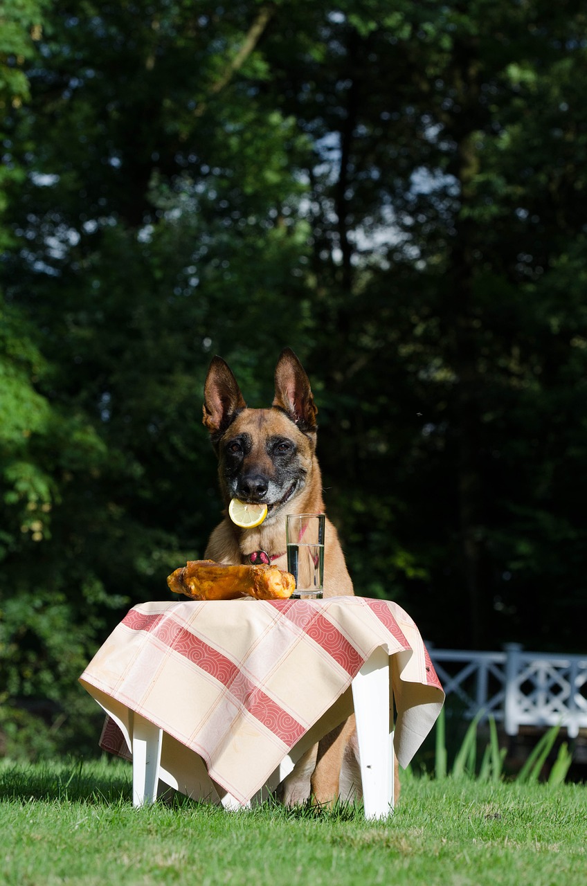 Šunų Triukas, Šuo Rodo Apgauti, Malinois, Belgijos Aviganis, Vasara, Juokinga, Triukas, Šunų Parodos Triukas, Nemokamos Nuotraukos,  Nemokama Licenzija