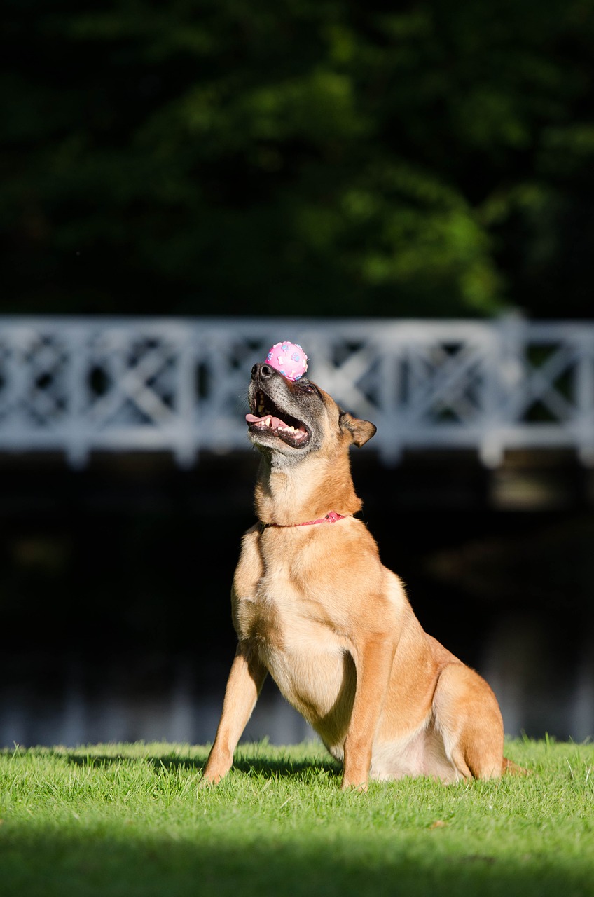 Šunų Triukas,  Balansas,  Kamuolys Ant Snukio,  Malinois,  Šunų Parodos Triukas,  Belgijos Aviganis,  Triukas,  Šuo Rodo Apgauti,  Vasara,  Juokinga