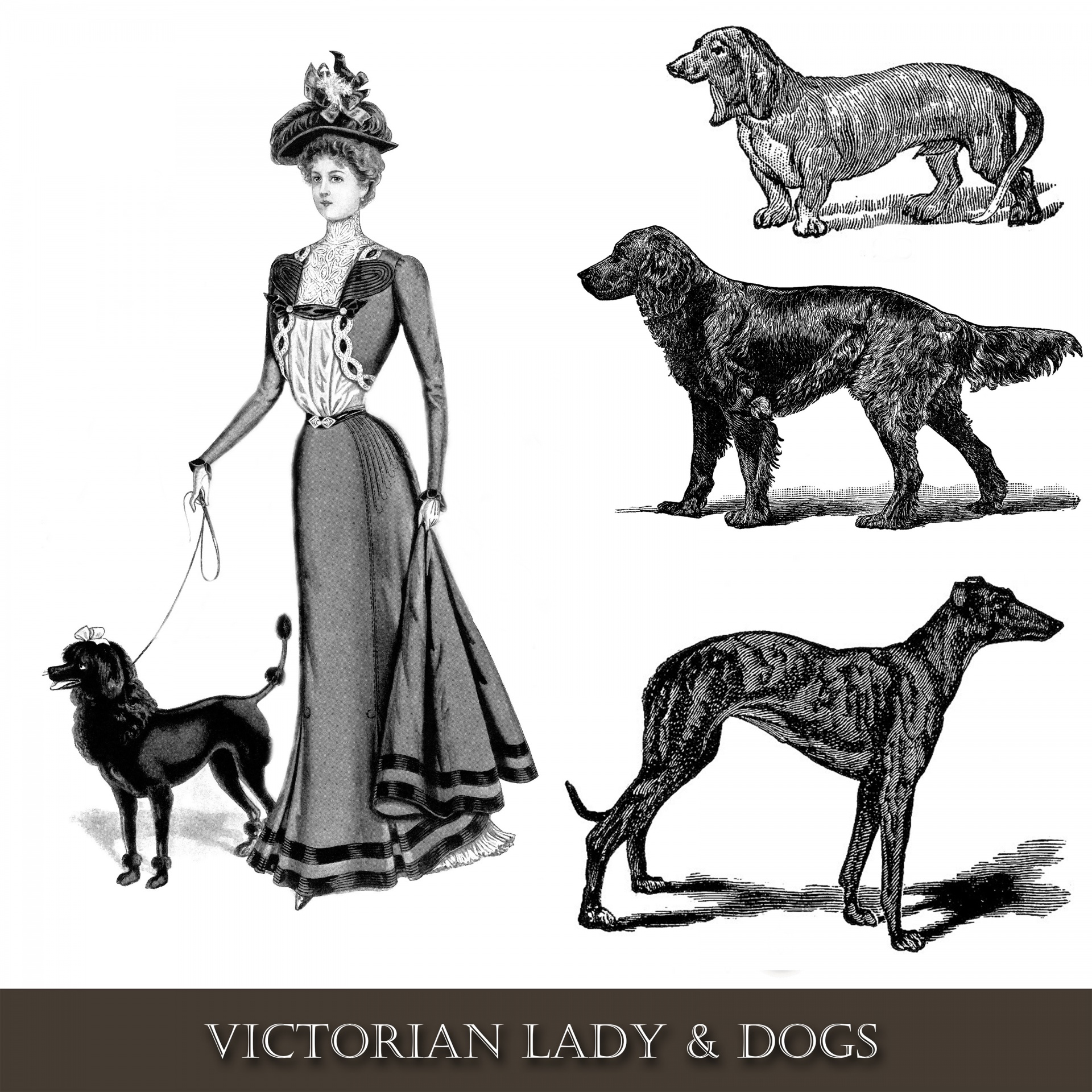 Šuo,  Šunys,  Šuo & Nbsp,  Pėsčiomis,  Moteris,  Lady,  Moteris,  Vintage,  Victorian,  Iliustracijos