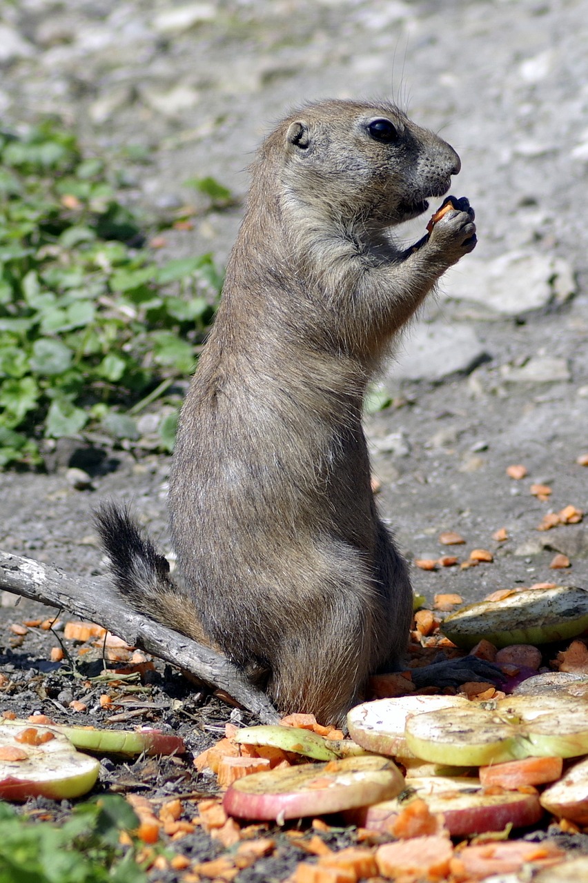 Doggie Viridis, Giesmė, Graužikas, Gyvūnas, Žinduolis, Stovintis, Baras, Valgymas, Zoologijos Sodas, Nemokamos Nuotraukos