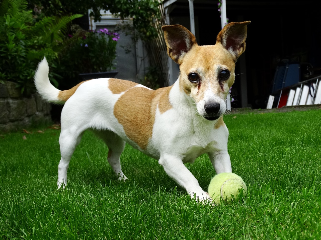 Šunys, Jack Russell, Terjeras, Gyvūnai, Naminis Gyvūnėlis, Sodas, Šunys, Gyvūnas, Žalias, Žinduolis