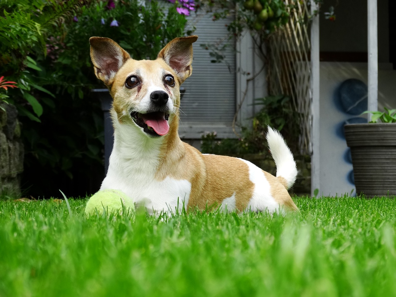 Šunys, Sodas, Žaisti, Šuo, Gyvūnai, Jack Russell, Naminis Gyvūnėlis, Gyvūnas, Žalias, Žolė