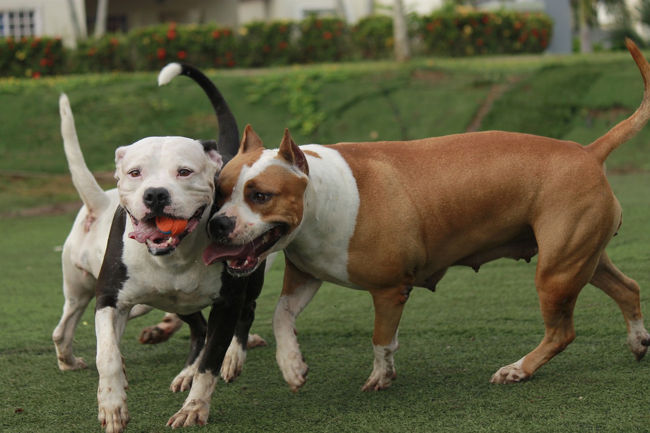 Šunys, Pitbull, Gyvūnas, Naminis Gyvūnėlis, Žinduoliai, Nemokamos Nuotraukos,  Nemokama Licenzija