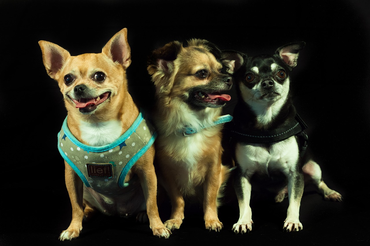Šunys, Kalhoun, Trys, Mažos Šunų Veislės, Chihuahua, Nemokamos Nuotraukos,  Nemokama Licenzija