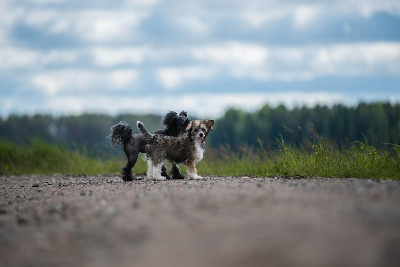 Šunys, Vasara, Kiniški Kalavijai, Doglife, Nemokamos Nuotraukos,  Nemokama Licenzija