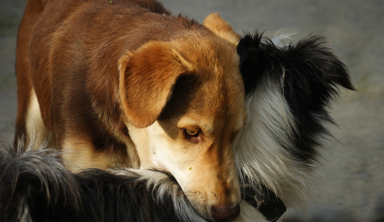 Šunys, Gamta, Fauna, Augintiniai, Armėnija, Nemokamos Nuotraukos,  Nemokama Licenzija