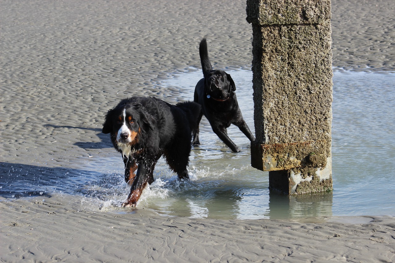 Šunys, Berni Kalninis Šuo, Labradoras, Nemokamos Nuotraukos,  Nemokama Licenzija