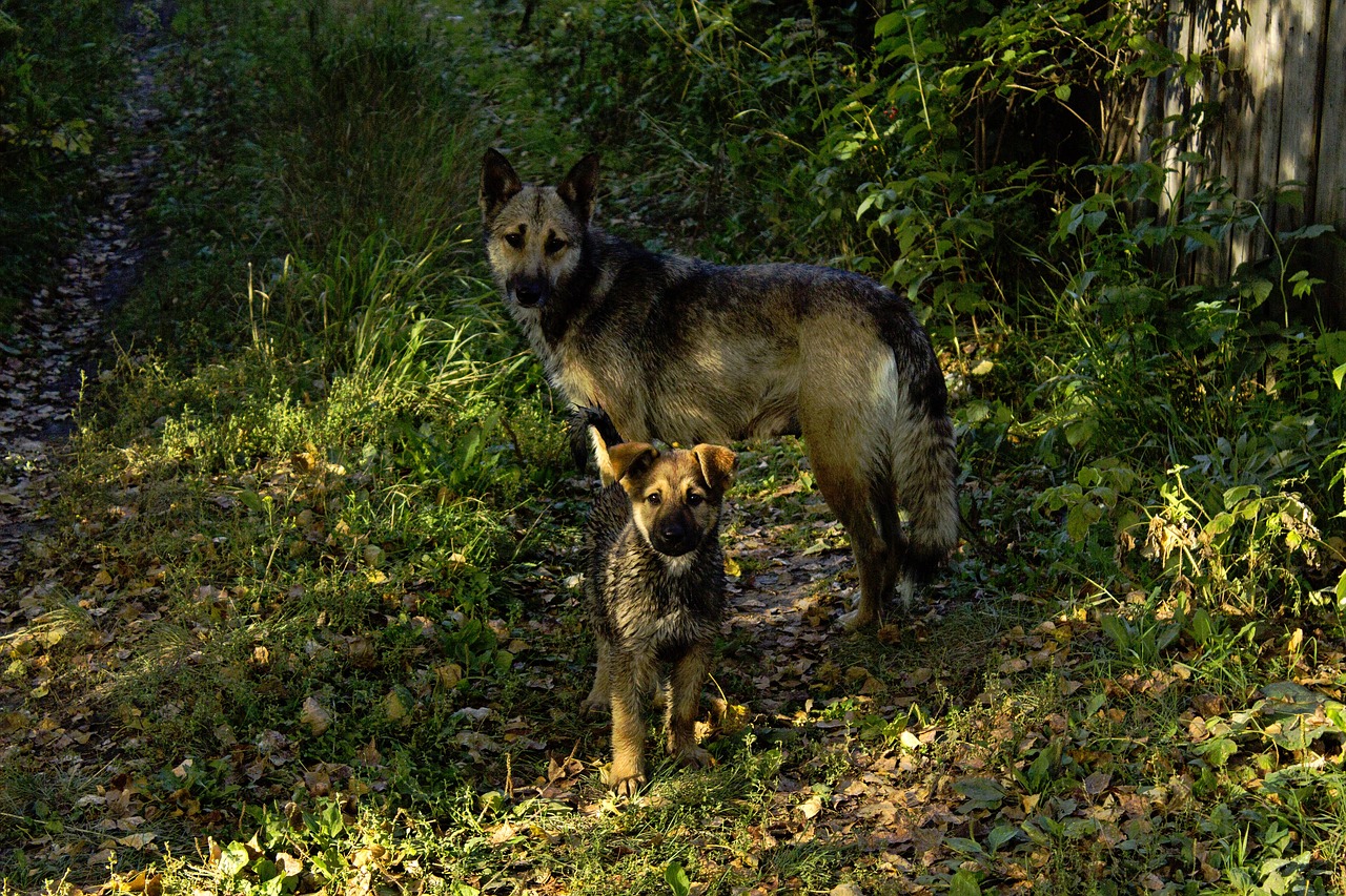 Šunys, Ežeras, Ruduo, Jachta, Nemokamos Nuotraukos,  Nemokama Licenzija