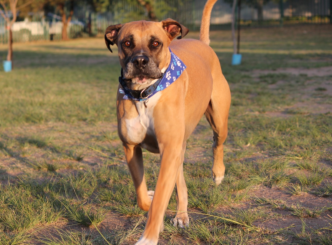 Šunys, Bullmastiff, Vaikščioti, Linksma, Naminis Gyvūnėlis, Dogpark, Gyvūnas, Nemokamos Nuotraukos,  Nemokama Licenzija