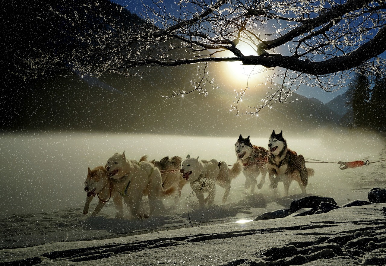 Šunys, Huskies, Gyvūnas, Šunų Lenktynės, Žiema, Žiemą, Snieguotas, Sledžių Šunų Lenktynės, Linksma, Sniegas