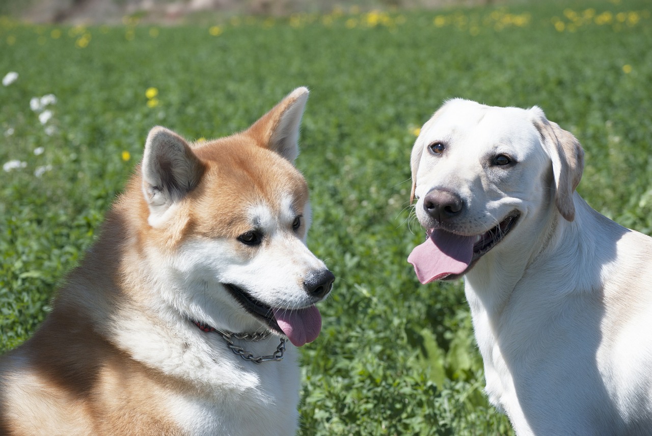 Šunys, Labradoras, Akita, Nemokamos Nuotraukos,  Nemokama Licenzija