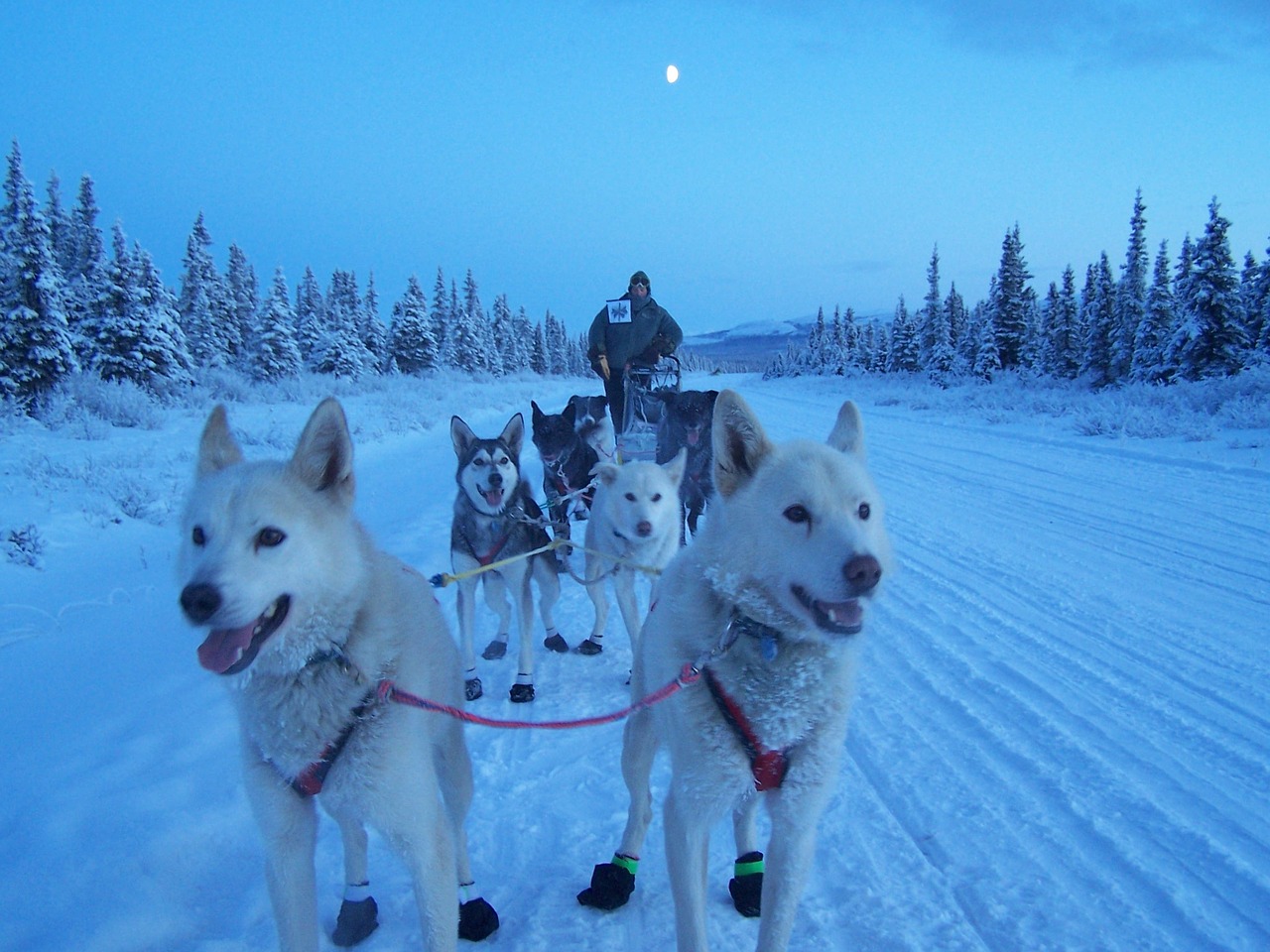 Šunys, Kelnės, Komanda, Komandinis Darbas, Žiema, Sniegas, Alaska, Varzybos, Praktika, Iditarod