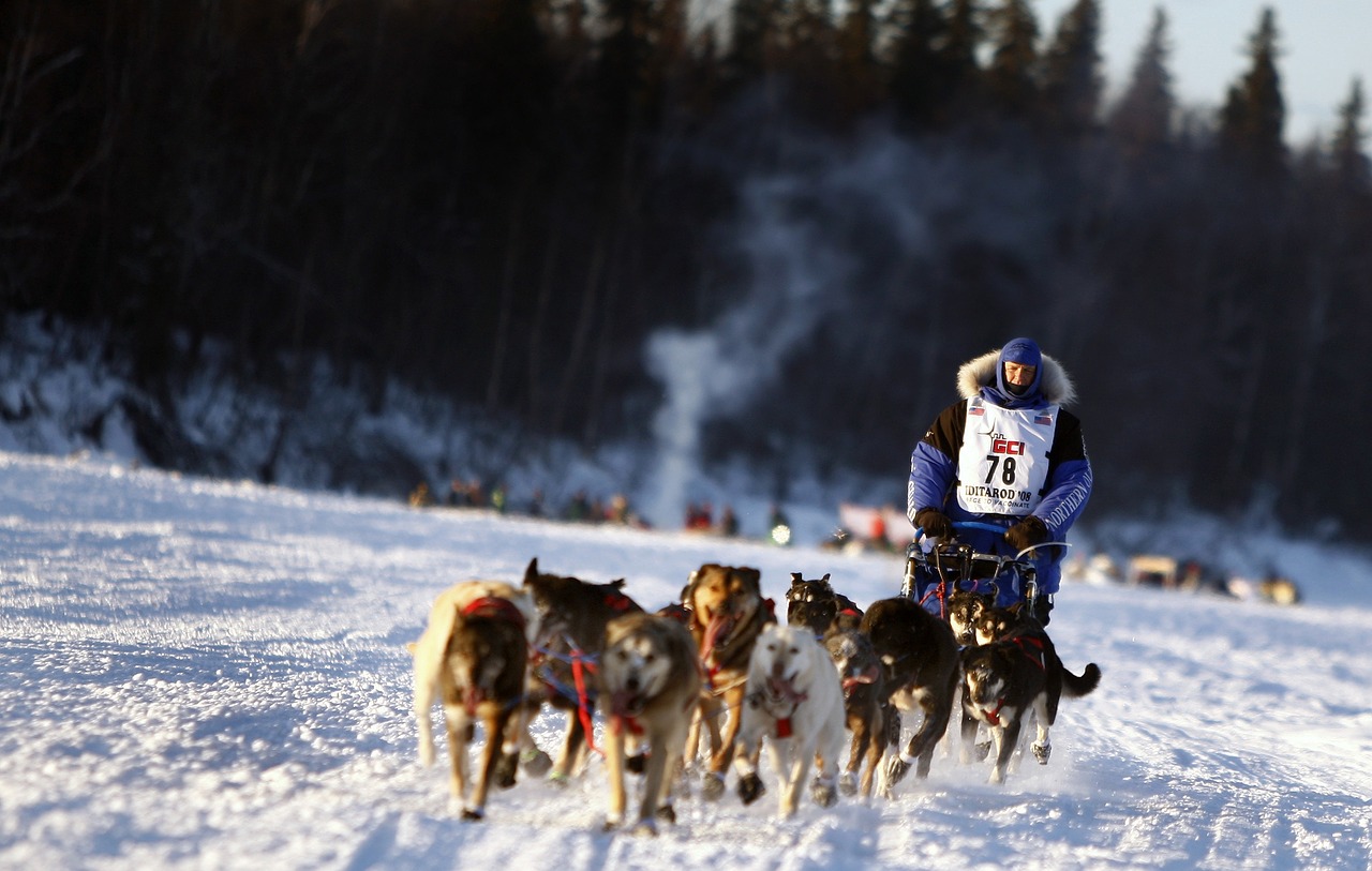 Šunys, Kelnės, Komanda, Šunys, Komandinis Darbas, Žiema, Sniegas, Alaska, Varzybos, Praktika