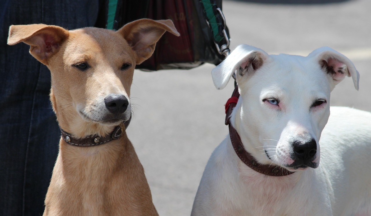 Šunys, Hundeportrait, Ant Pavadėlio, Taikus, Hibridas, Naminis Gyvūnėlis, Laukinės Gamtos Fotografija, Dėmesio, Nemokamos Nuotraukos,  Nemokama Licenzija