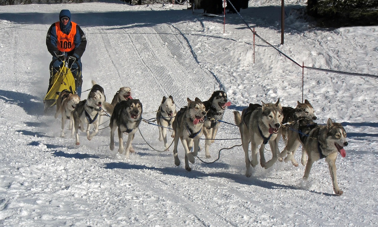 Šunys, Lenktynės, Musheras, Varzybos, Žiema, Sniegas, Ledas, Gamta, Lauke, Huskies