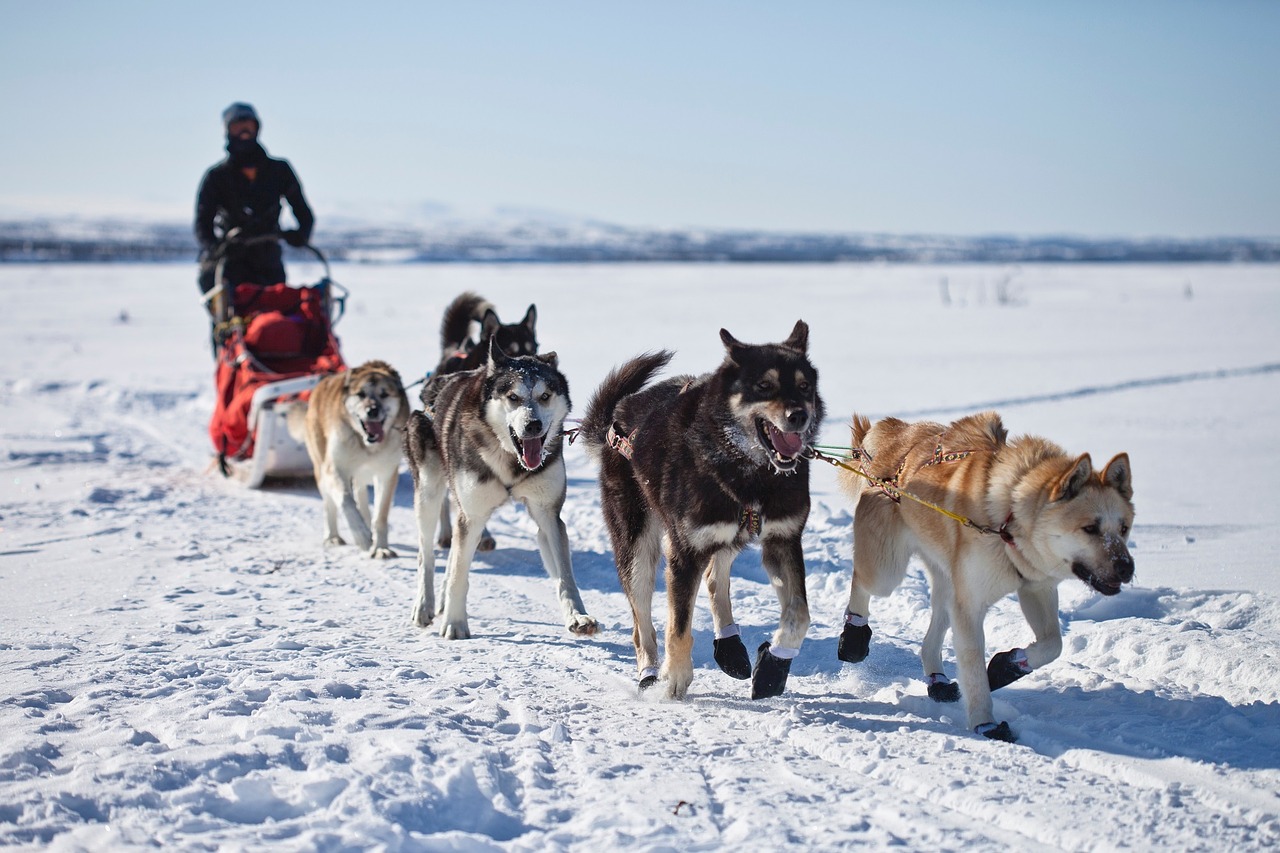 Šunys, Kelnės, Komanda, Šunys, Komandinis Darbas, Žiema, Sniegas, Alaska, Husky, Malamutas