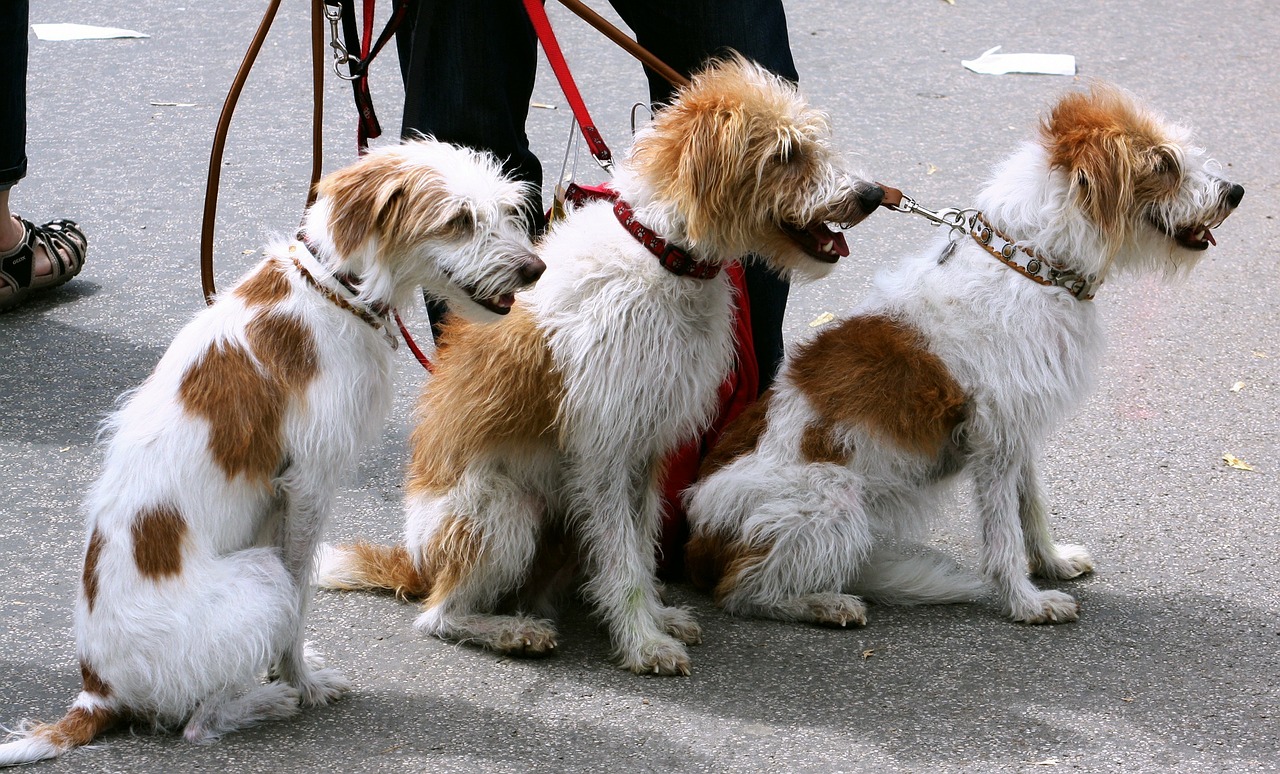 Šunys, Danelės, Augintiniai, Pakabukas, Leashed, Vadovavo, Šuns Vedžiotojas, Gamta, Lauke, Gatvė