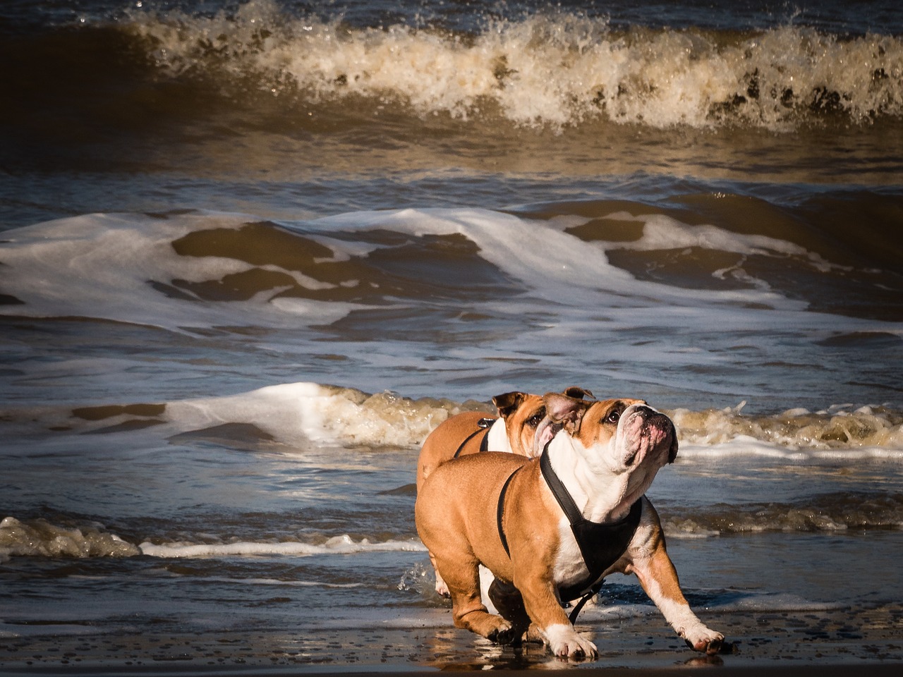 Šunys Paplūdimyje, Žaisliniai Šunys, Šuo Paplūdimyje, Linksma, Jūra, Šokinėti, Lenktynės, Romp, Šuo Vaidina, Puiku
