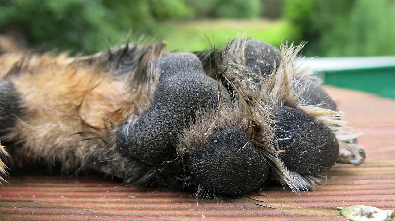 Šuns Kojos, Vokiečių Aviganis, Alsatian, Šunų Antspaudas, Šuo, Trasa, Nemokamos Nuotraukos,  Nemokama Licenzija