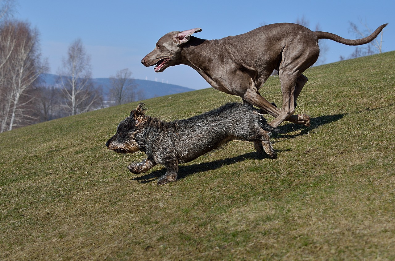 Šunys Eina, Taksas, Weimaraner, Nemokamos Nuotraukos,  Nemokama Licenzija