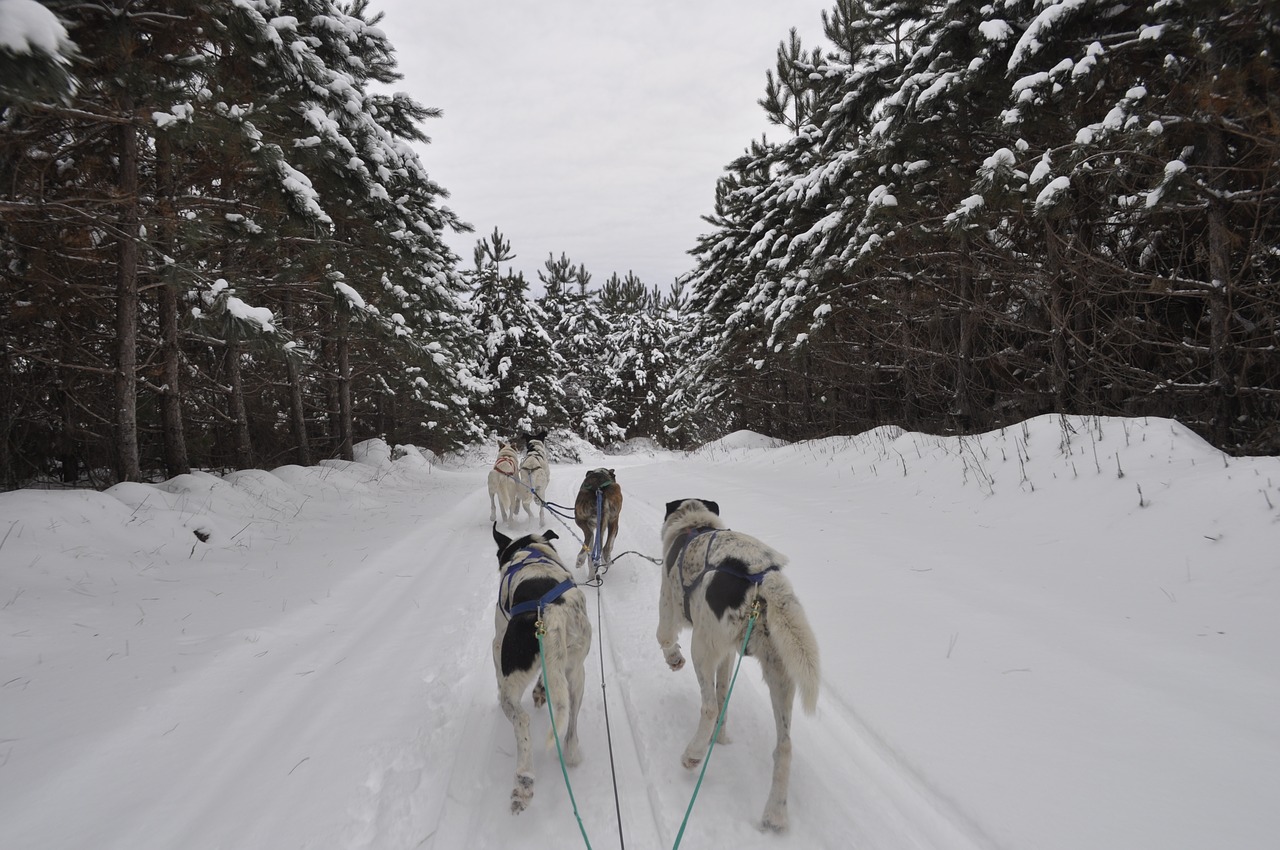 Šunys, Žiema, Sniegas, Miškas, Lenktynės, Kanada, Nemokamos Nuotraukos,  Nemokama Licenzija