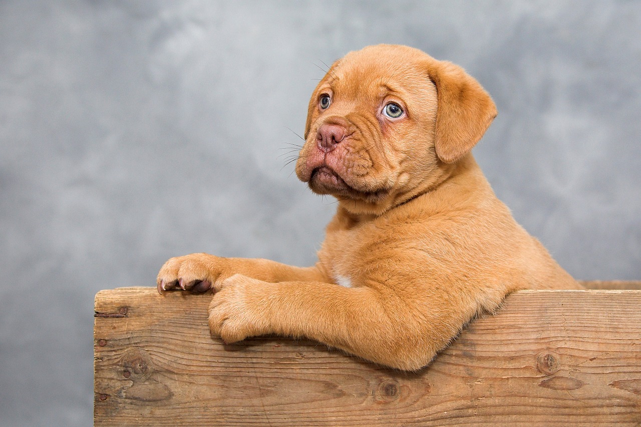 Bordo Dogue, Šuniukas, Šuo, Gyvūnai, Mielas, Saldus, Nemokamos Nuotraukos,  Nemokama Licenzija