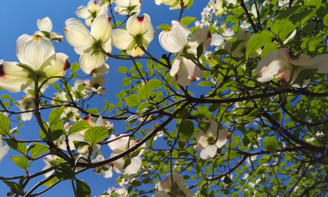 Šilkmedis, Baltos Gėlės, Arboretum, Nemokamos Nuotraukos,  Nemokama Licenzija
