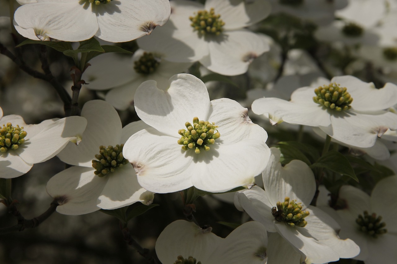 Sedula,  Cornus,  Kizils Šiltnamio Efektą Sukeliančių,  Augalų,  Krūmas,  Mediena,  Žiedas,  Žydi,  Dekoratyvinis Augalas,  Žalias