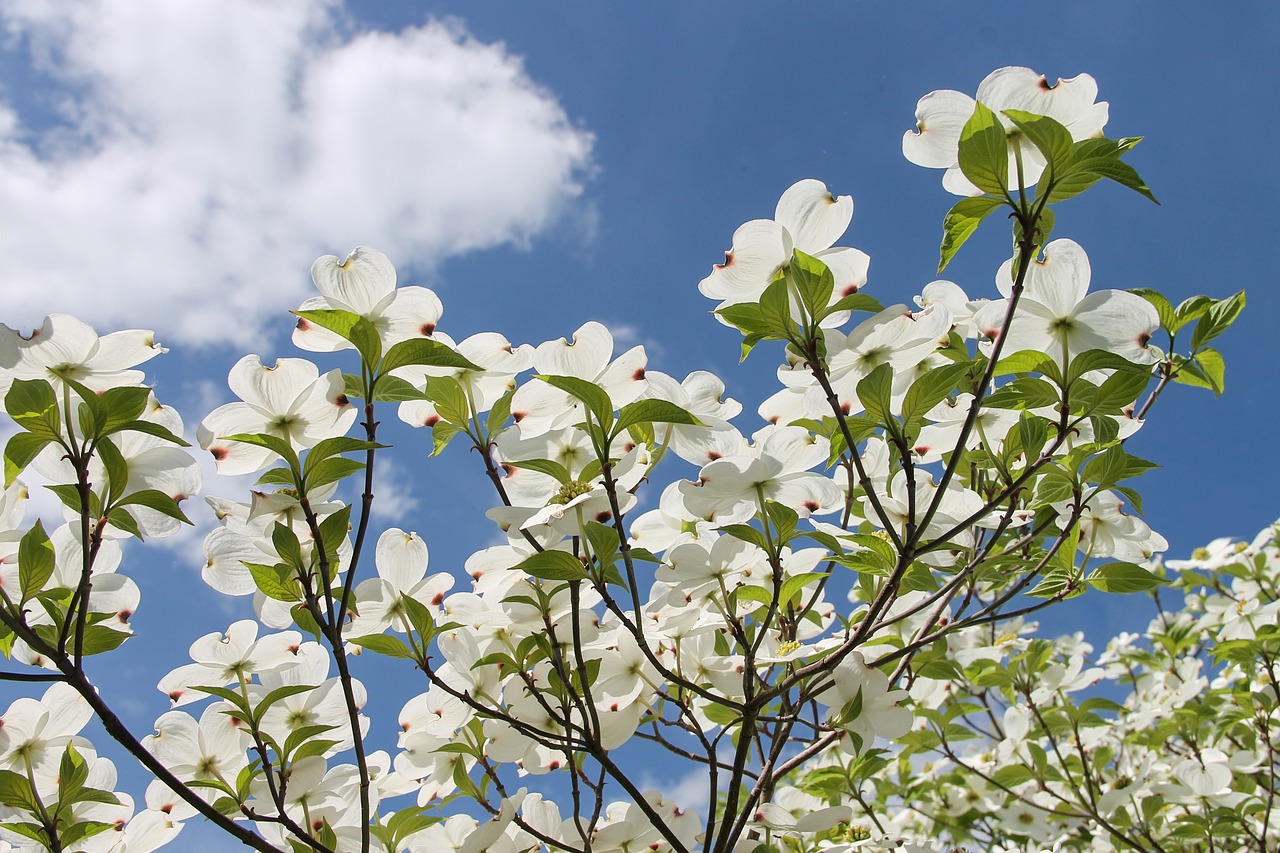 Sedula,  Cornus,  Cornus Florida,  Amerikos Sedula,  Kizils Šiltnamio Efektą Sukeliančių,  Dangus,  Debesys,  Augalų,  Krūmas,  Mediena