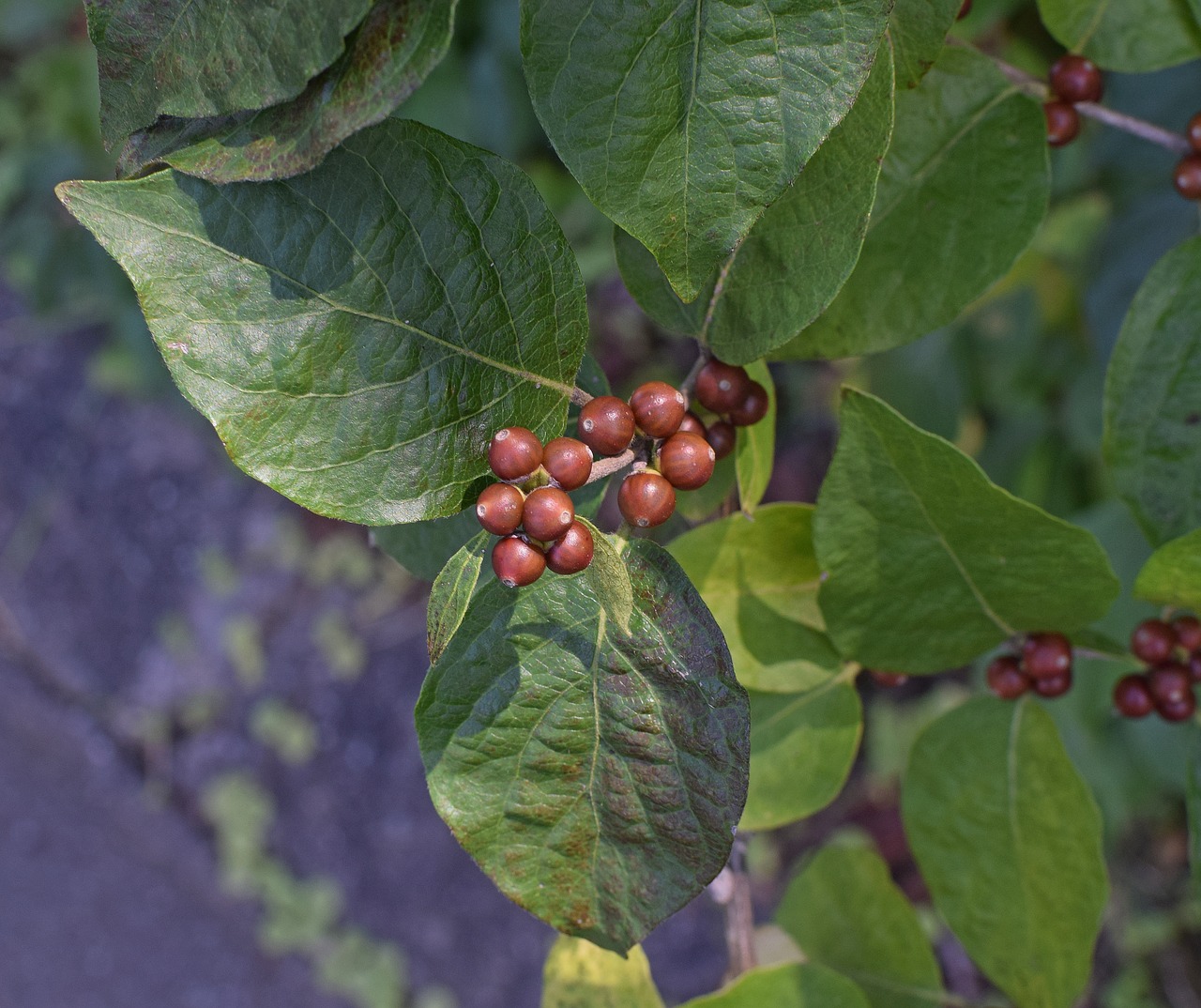 Brandinti Uogienės Uogos, Šilkmedis, Uogos, Krūmas, Augalas, Sodas, Gamta, Ruda, Raudona, Spalvinga