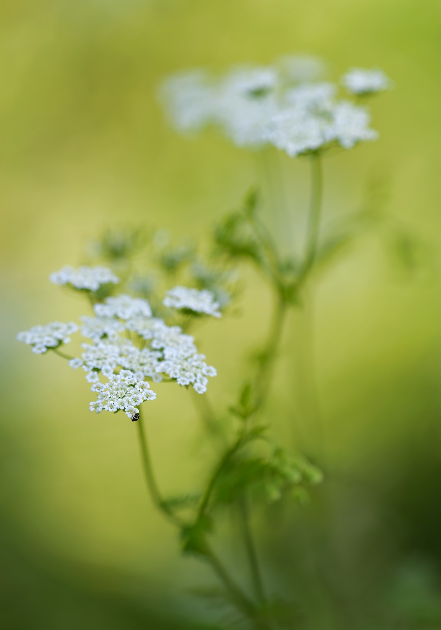 Doldengewaechs, Gėlė, Šviesa, Gėlės, Lichtspiel, Flora, Gamta, Blur, Nemokamos Nuotraukos,  Nemokama Licenzija