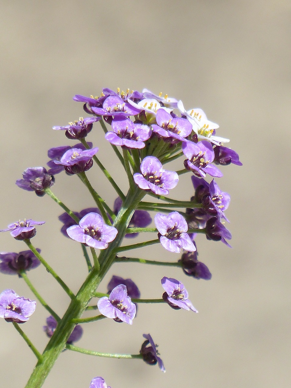 Doldiger Cress, Kresas, Žiedynas, Gėlės, Gėlė, Augalas, Violetinė, Balta, Mažas, Violetinė