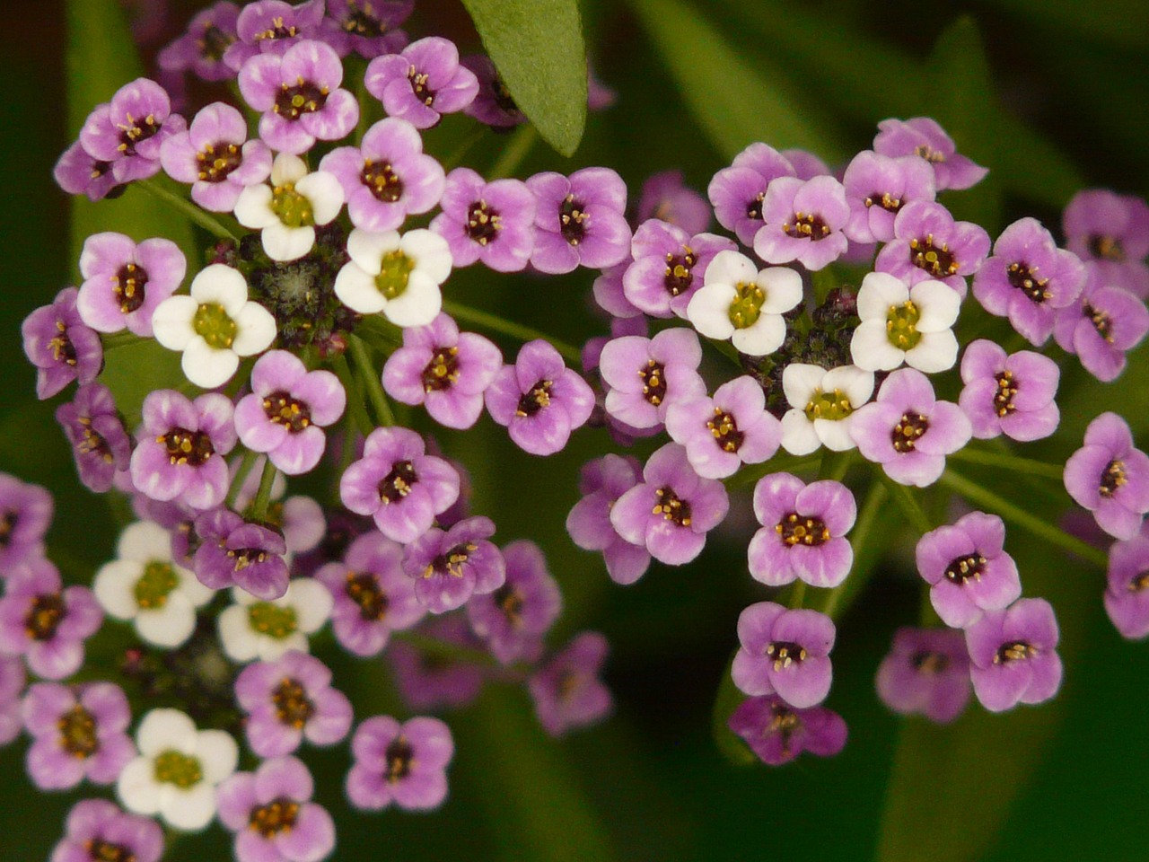 Doldiger Cress, Kresas, Arabis Caucasica, Gėlės, Gėlė, Augalas, Violetinė, Balta, Uždaryti, Makro