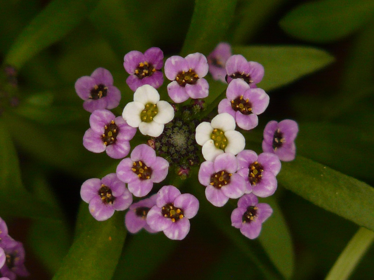 Doldiger Cress, Kresas, Arabis Caucasica, Gėlės, Gėlė, Augalas, Violetinė, Balta, Uždaryti, Makro