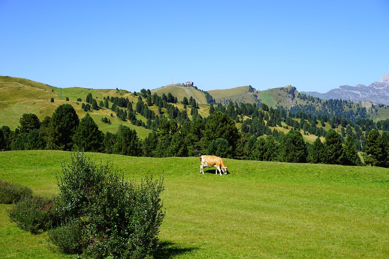 Dolomitai, Piz Sella, Ciampinoi, Piz Setour, Sella, Karvė, Ganykla, Ganyti, Idilija, Nemokamos Nuotraukos