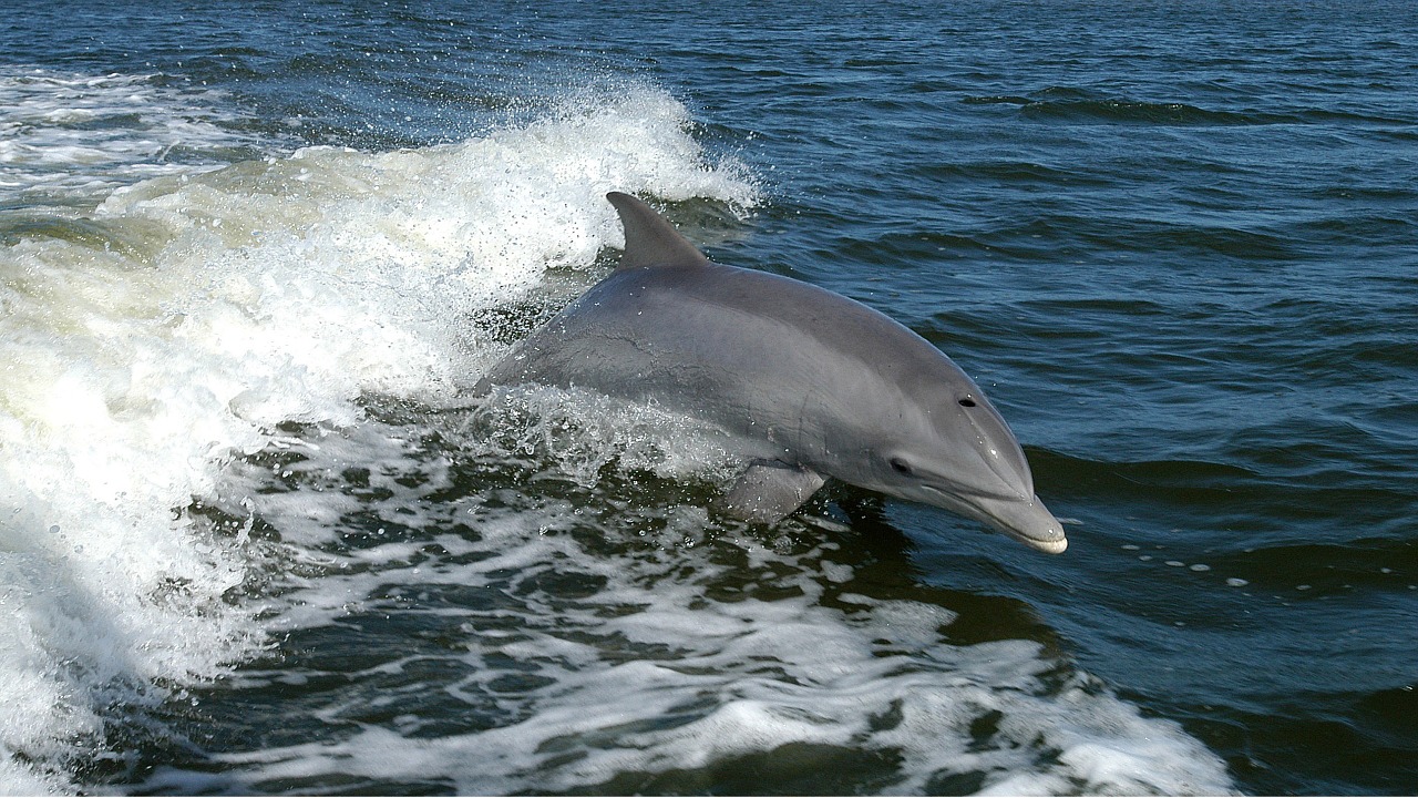 Delfinas, Vandenynas, Bangos, Šokinėti, Tuscios Truncatus, Jūrų Ir Upių Žinduoliai, Banginių Šeimos Gyvūnas, Mielas, Delphinidae, Delfinariumas