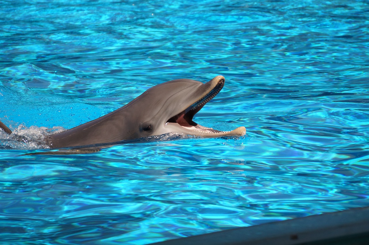 Delfinas, Vanduo, Gyvulinis Gyvenimas, Nemokamos Nuotraukos,  Nemokama Licenzija
