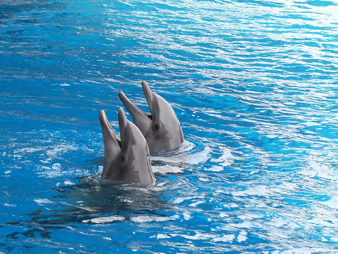 Delfinas, Delfinai, Banginių Šeimos Gyvūnas, Jūrų Žinduolis, Delfinų Baseinas, Delfinariumas, Duetas, Pora, Nustatyti, Plaukti