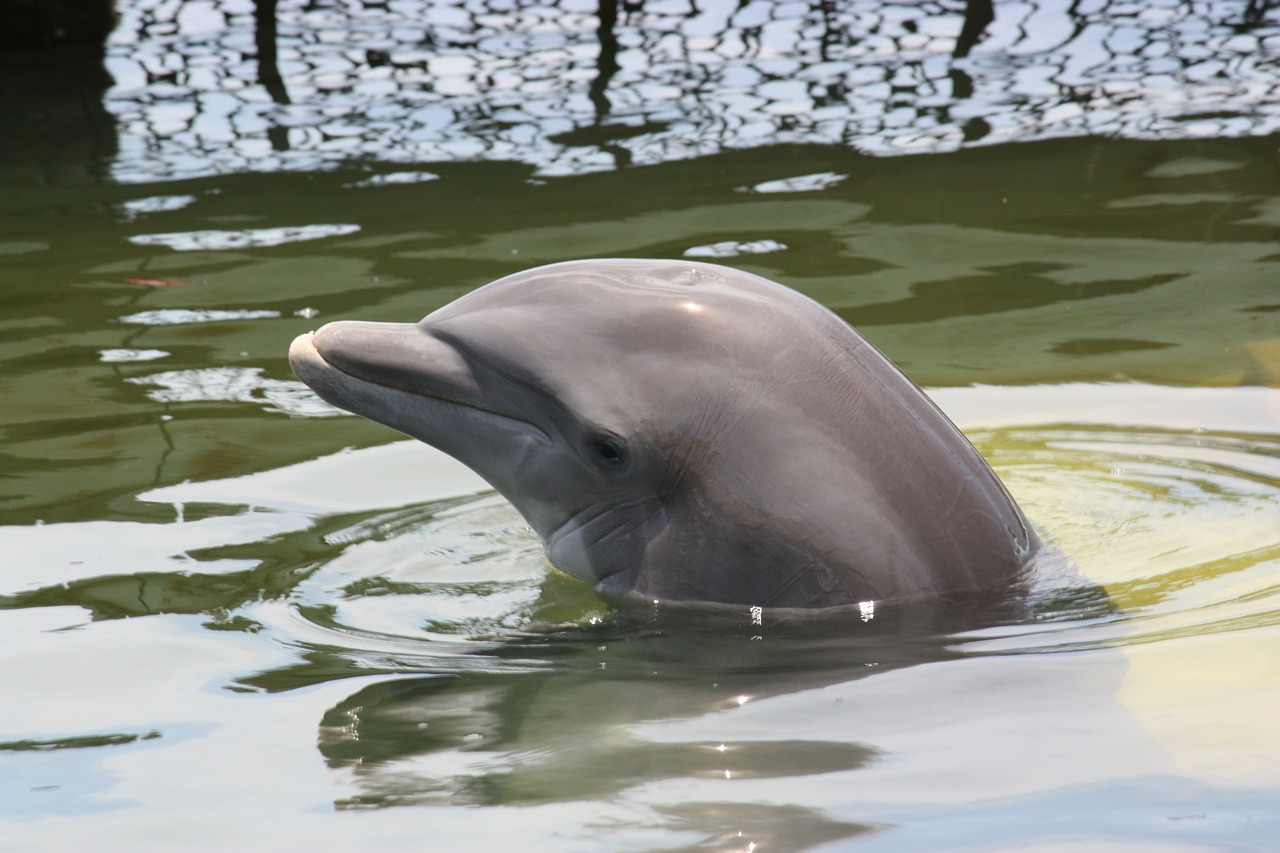 Delfinas, Pinball, Jūrų Žinduoliai, Nemokamos Nuotraukos,  Nemokama Licenzija
