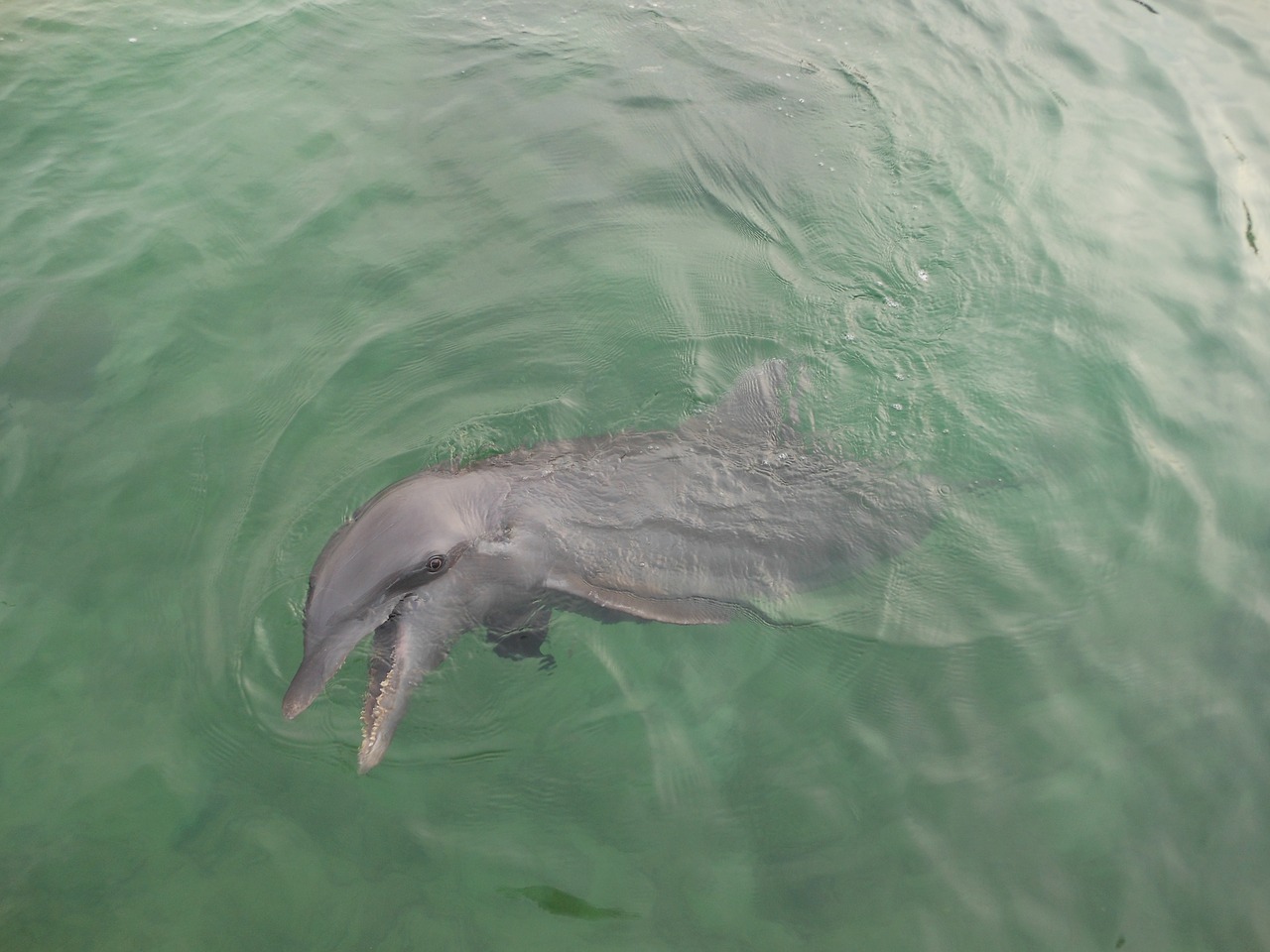 Dolphin,  Vandenynas,  Laukinis Gyvenimas,  Vanduo, Nemokamos Nuotraukos,  Nemokama Licenzija
