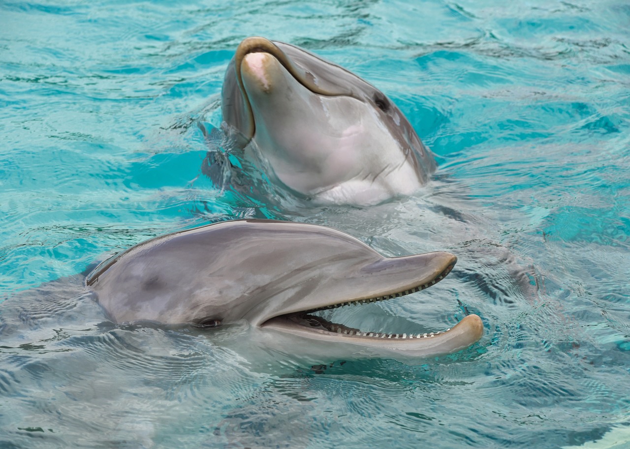 Dolphin,  Du,  Laimingas,  Vandens,  Jūrų Žinduolis,  Banginių,  Gyvūnas,  Mėlyna,  Plaukti, Nemokamos Nuotraukos