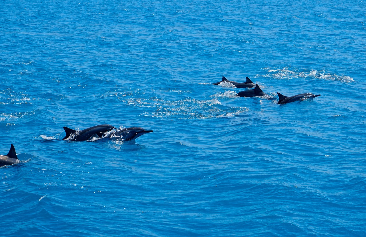 Dolphin,  Jūrų,  Gyvūnas,  Jūrų Žinduolių,  Mielas,  Šokinėjimas, Nemokamos Nuotraukos,  Nemokama Licenzija