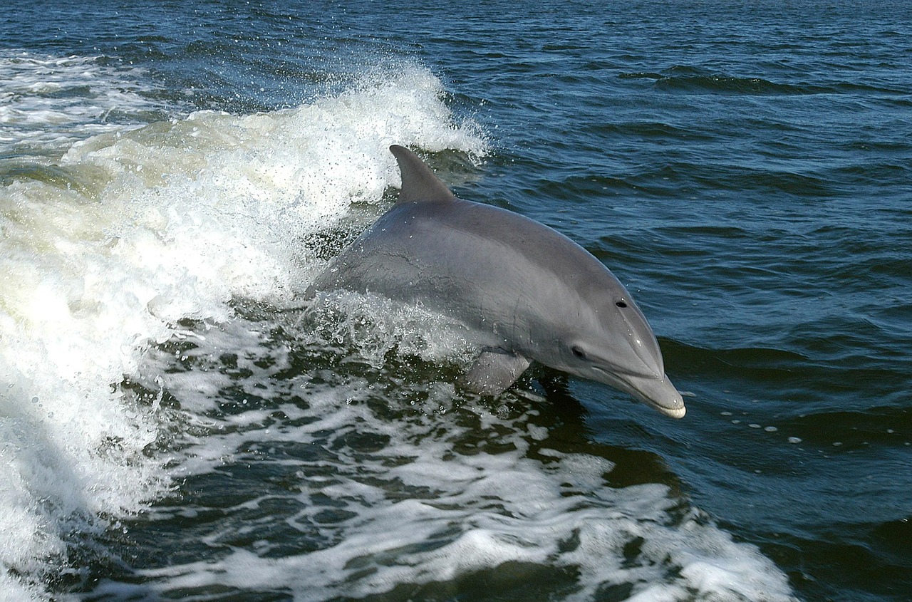 Delfinas, Buteliukas, Delfinai, Gyvūnai, Fauna, Nemokamos Nuotraukos,  Nemokama Licenzija