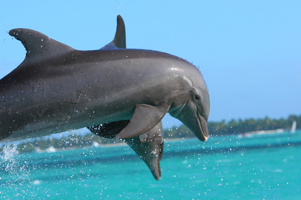 Delfinas, Punta Cana, Karibai, Nemokamos Nuotraukos,  Nemokama Licenzija