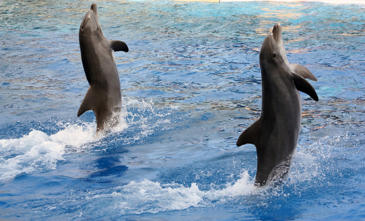 Delfinai, Akrobatika, Marineland, Nemokamos Nuotraukos,  Nemokama Licenzija