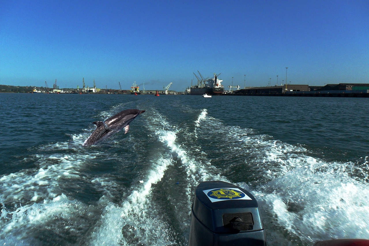 Delfinai, Durban, Jūra, Nemokamos Nuotraukos,  Nemokama Licenzija