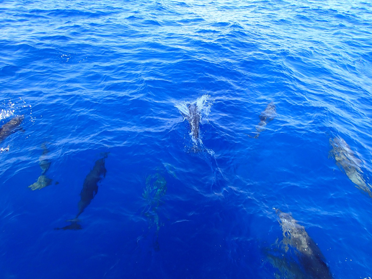 Delfinai, Vandenynas, Vanduo, Nemokamos Nuotraukos,  Nemokama Licenzija