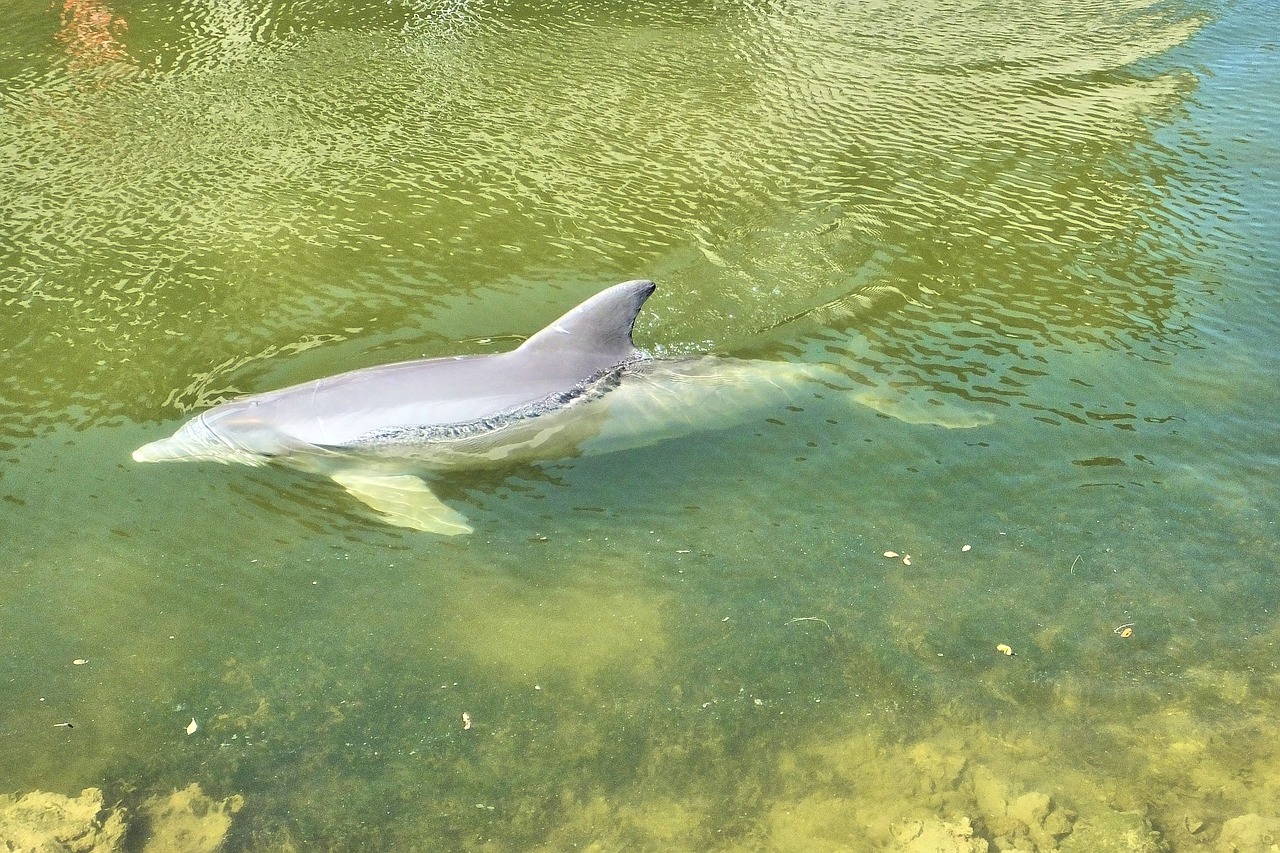 Delfinai, Florida, Vandenynas, Jūra, Gamta, Nemokamos Nuotraukos,  Nemokama Licenzija